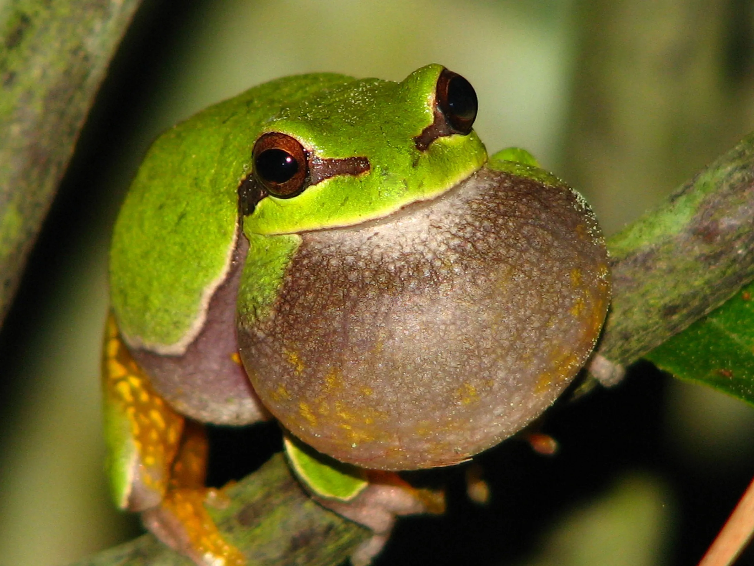 Pine Barrens treefrog