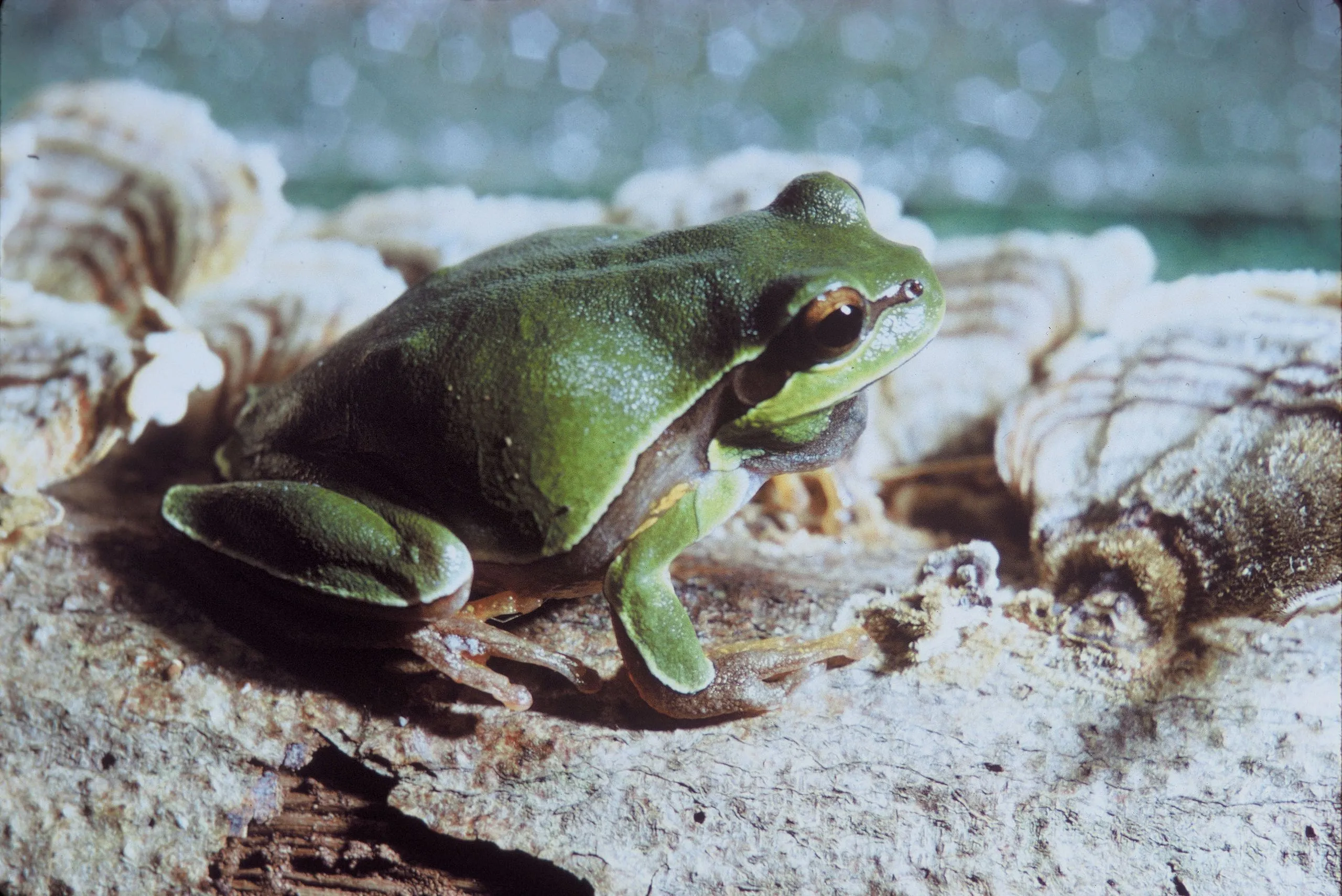 Pine Barrens treefrog