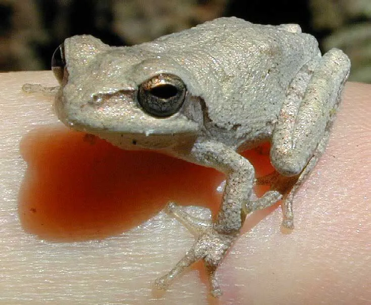 Pine woods treefrog