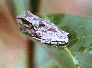 Pine woods treefrog