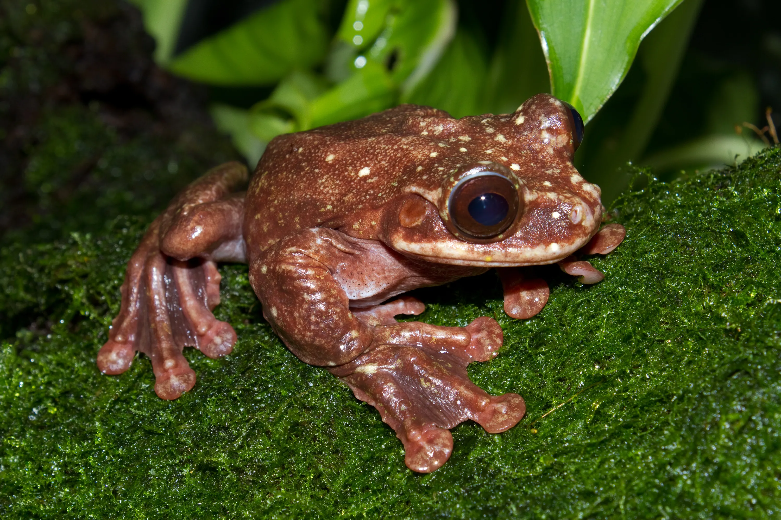 Rabbs' Fringe-limbed Treefrog