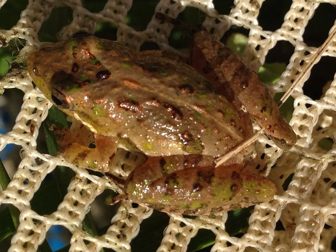 Southern Cricket Frog