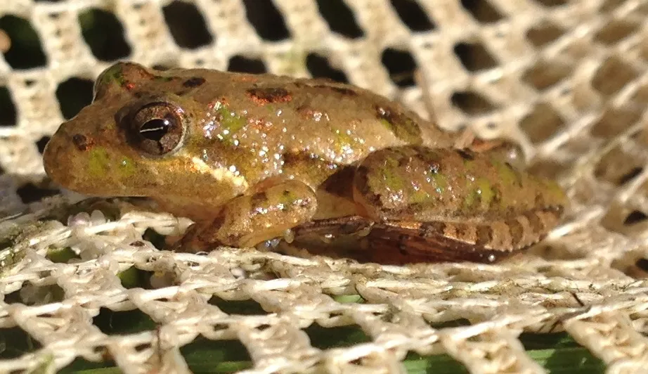 Southern Cricket Frog