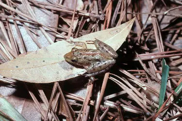 Southern Cricket Frog