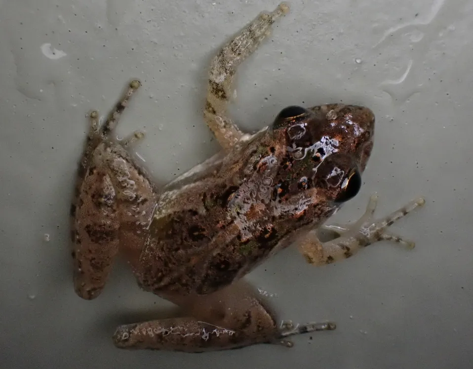 Southern Cricket Frog