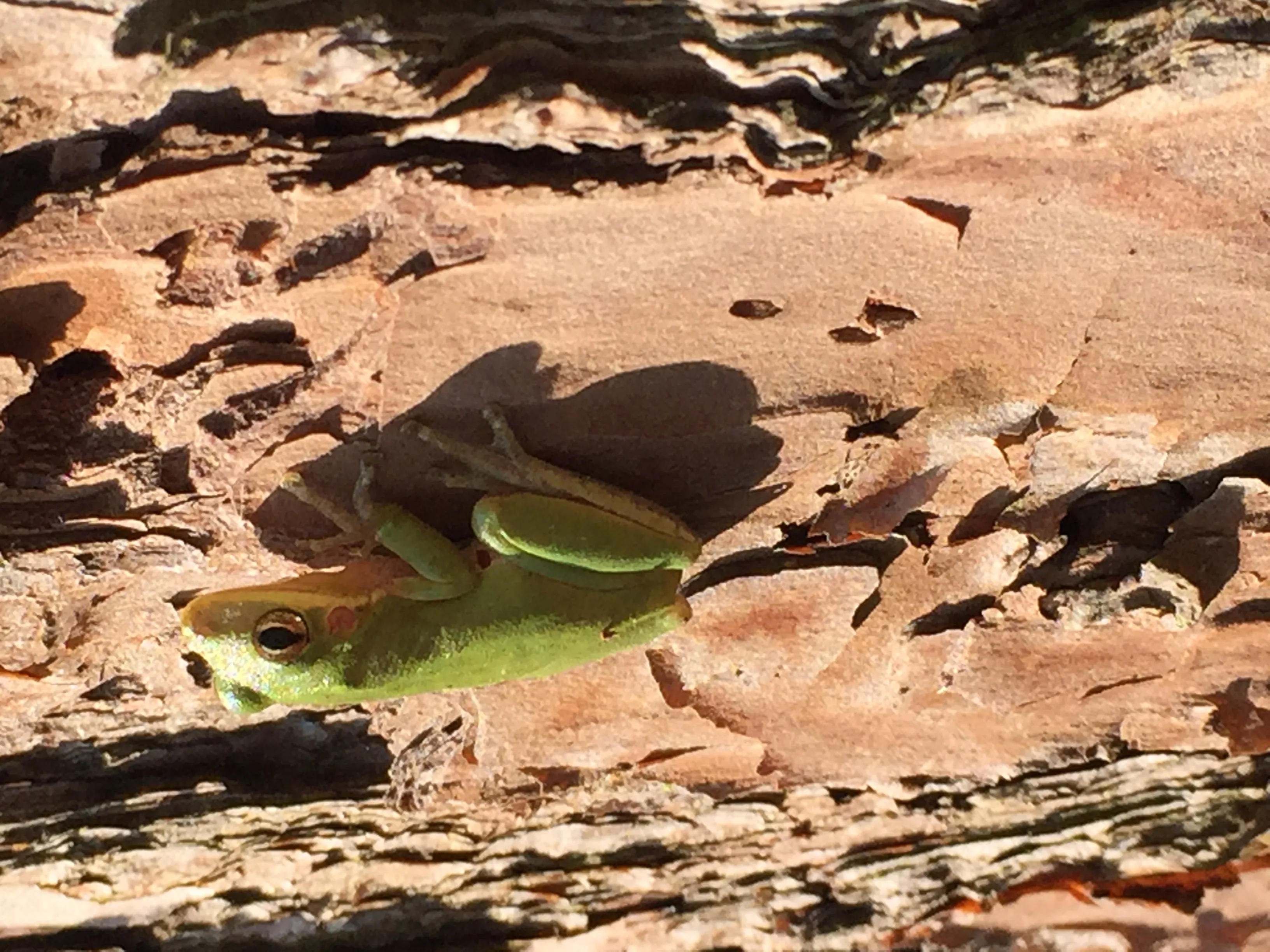 Squirrel treefrog