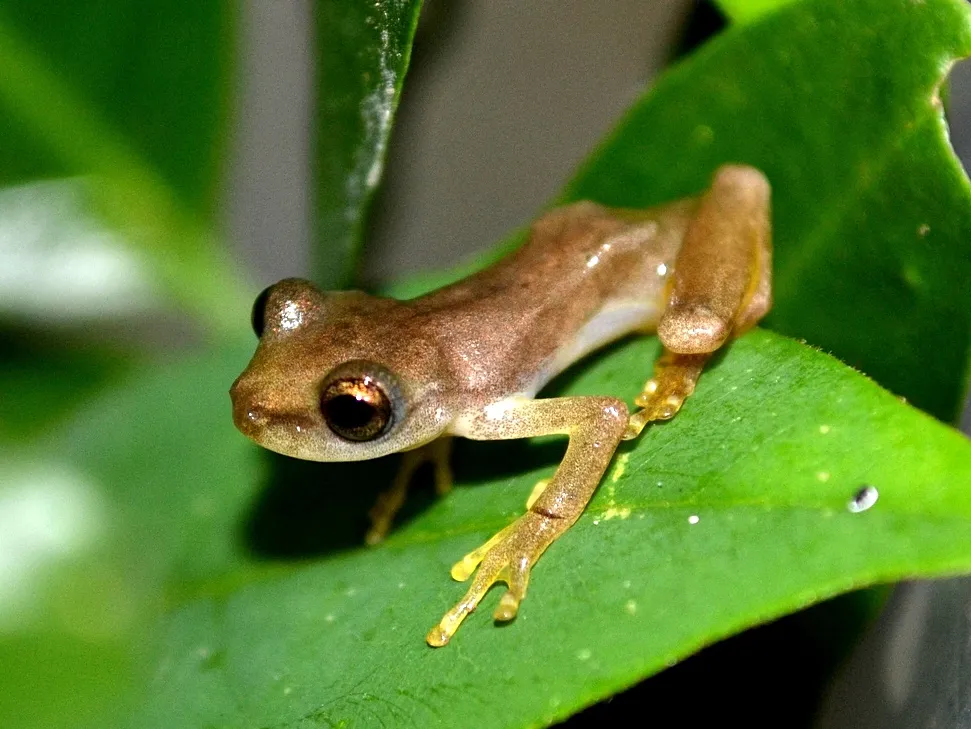 スミクラストメキシコアマガエルの写真