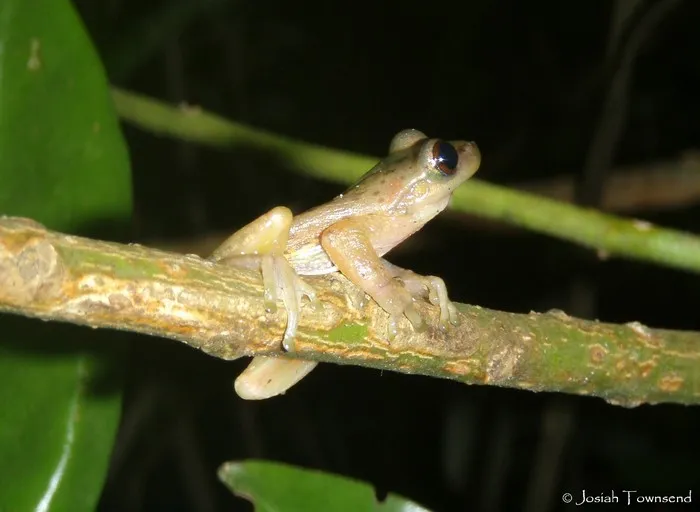 カトラチャメキシコアマガエル（仮称）