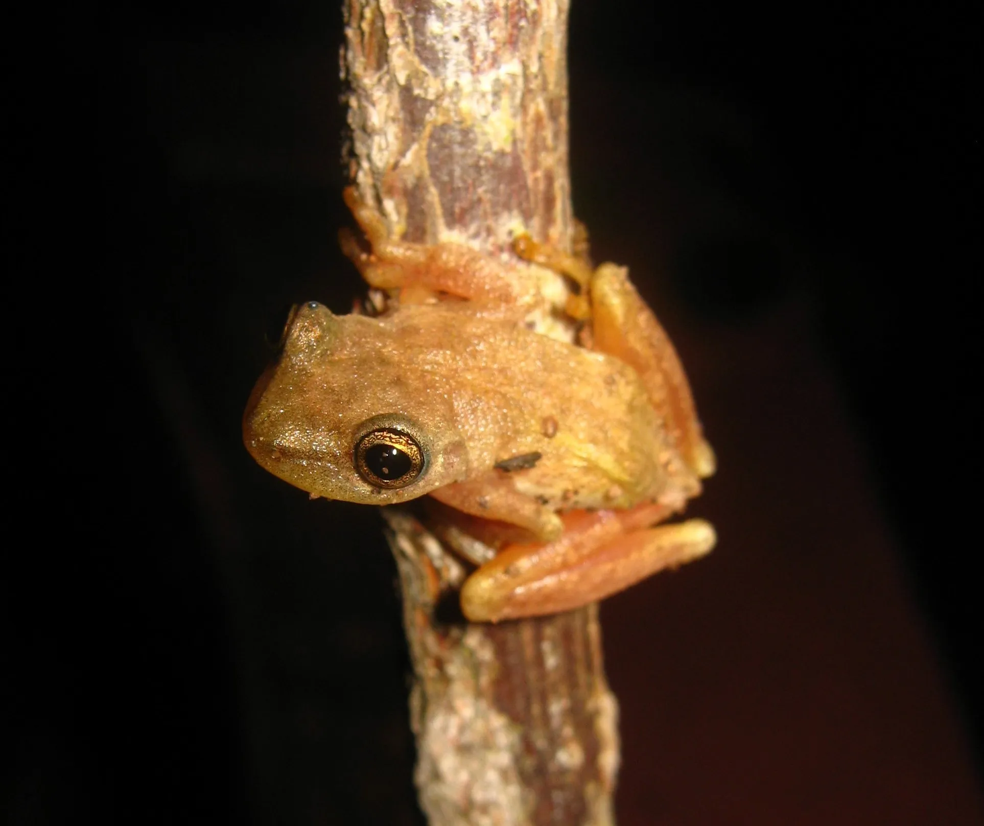 エメラルドメキシコアマガエルの写真