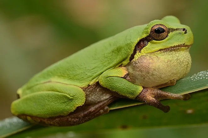 スウォンアマガエル