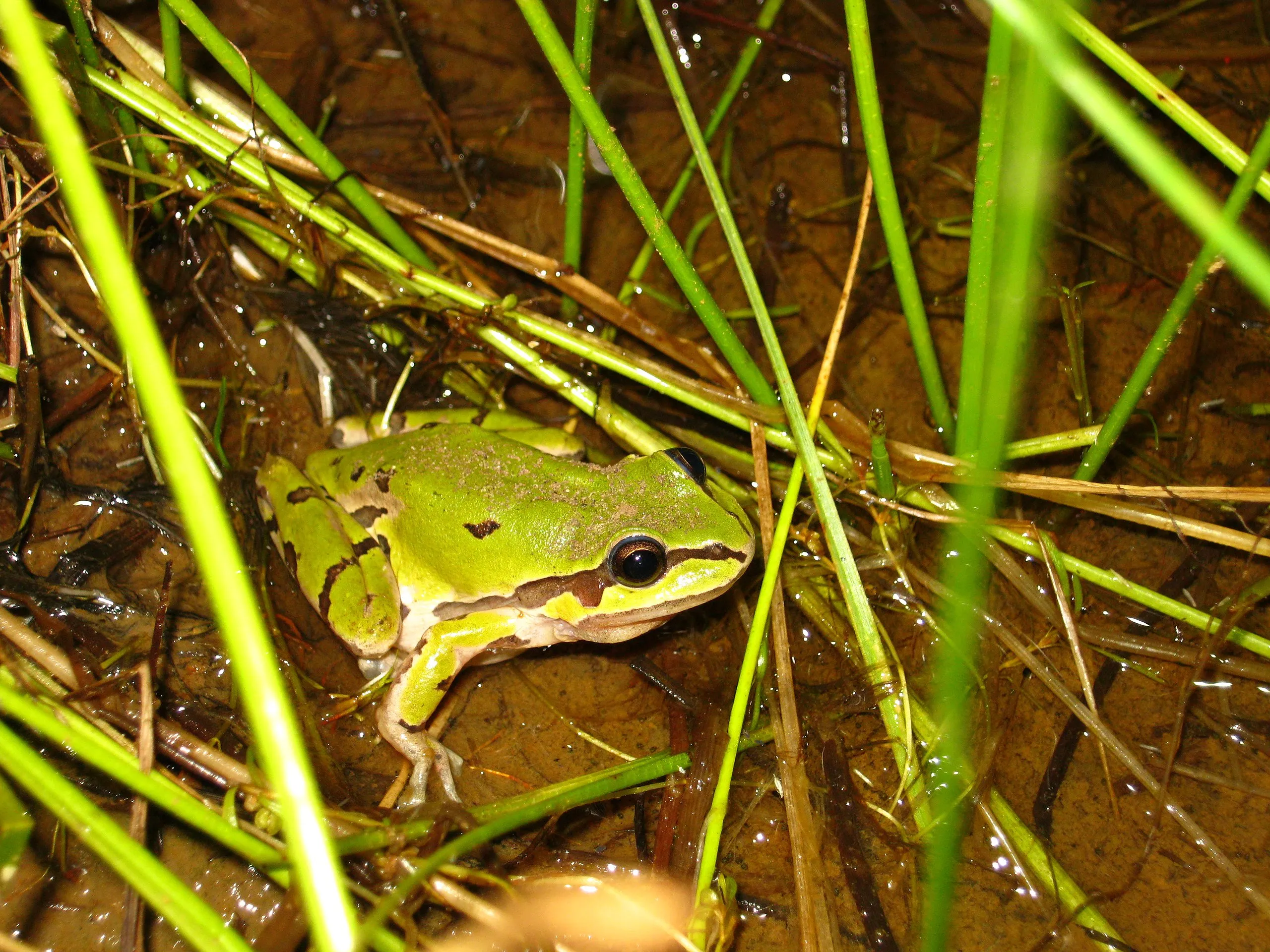 Wright's mountain tree frog