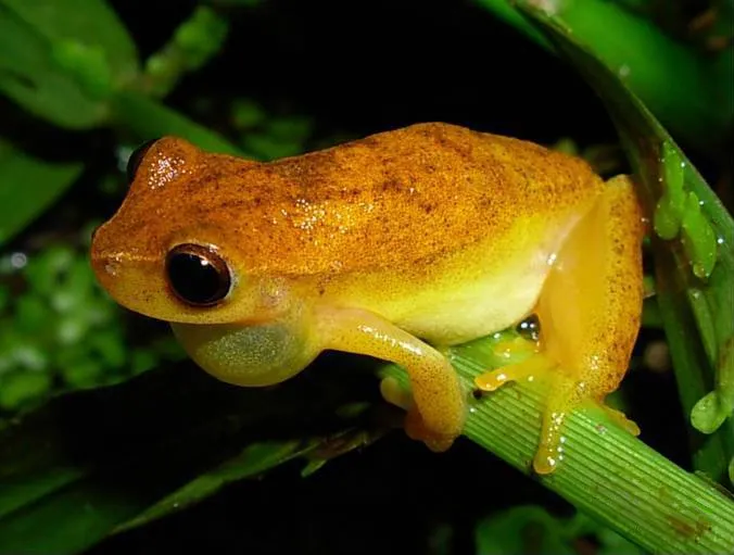 Yellow Treefrog