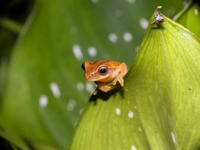 Yellow Treefrog