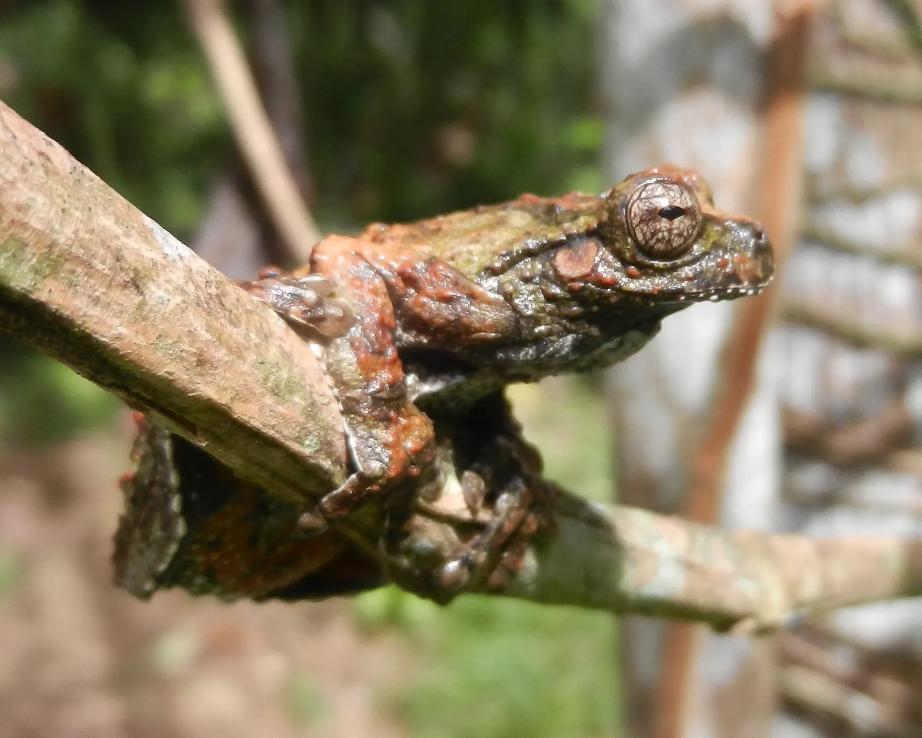 Acre Treefrog