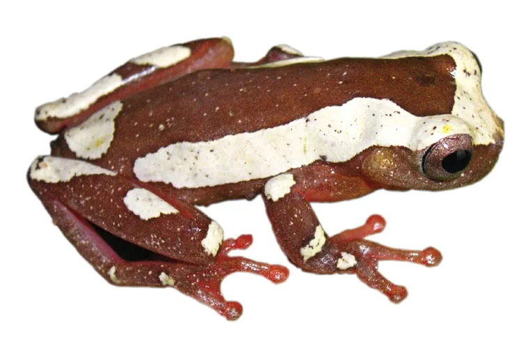 Arndts' Treefrog