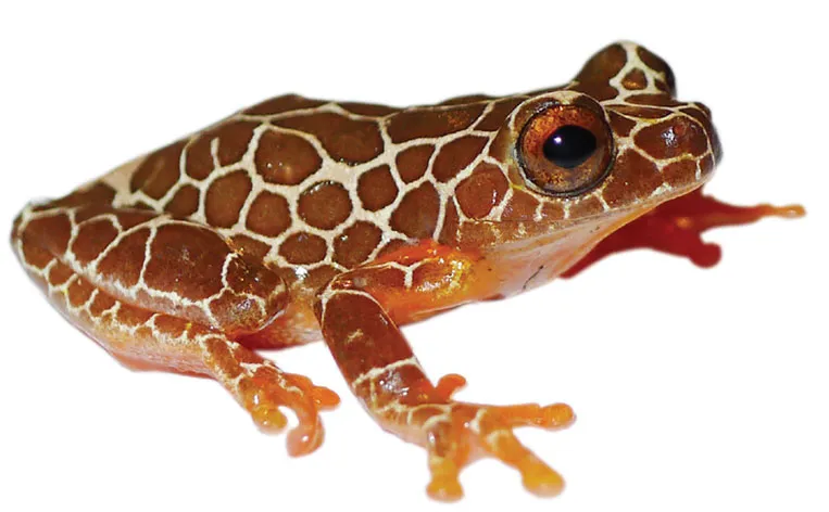 Arndts' Treefrog