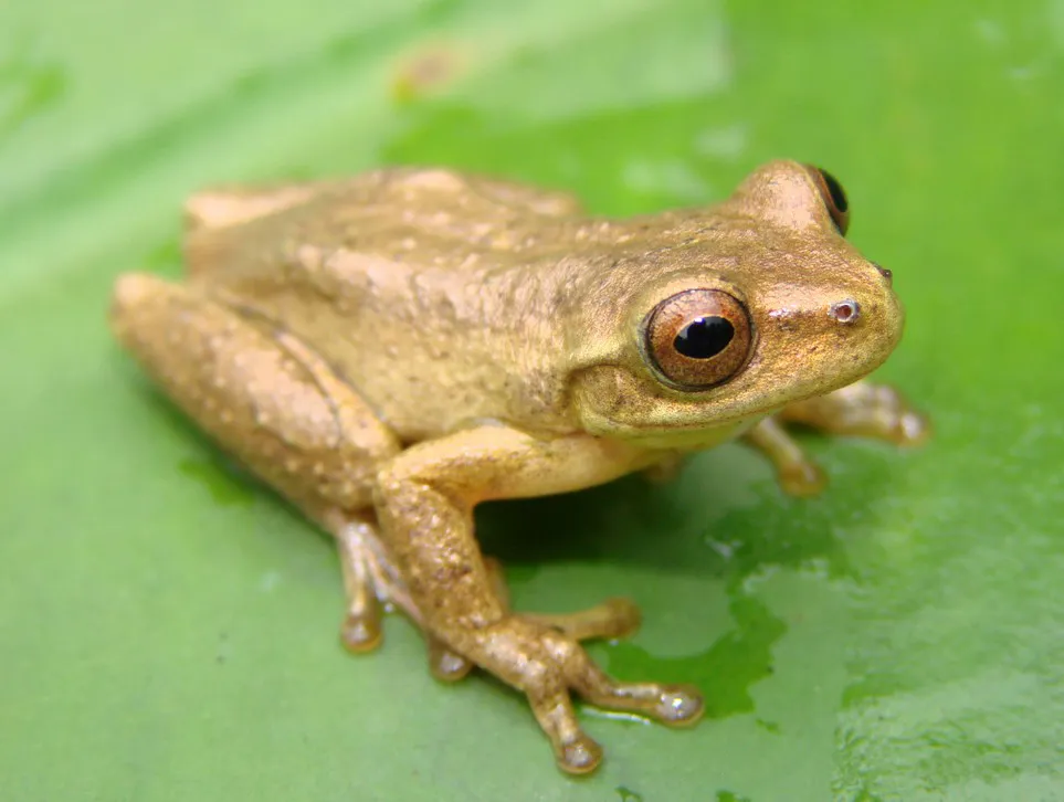 ベットガーズコロンビアンアマガエルの写真