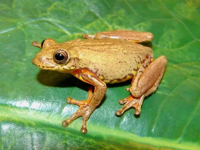 Dendropsophus bogerti