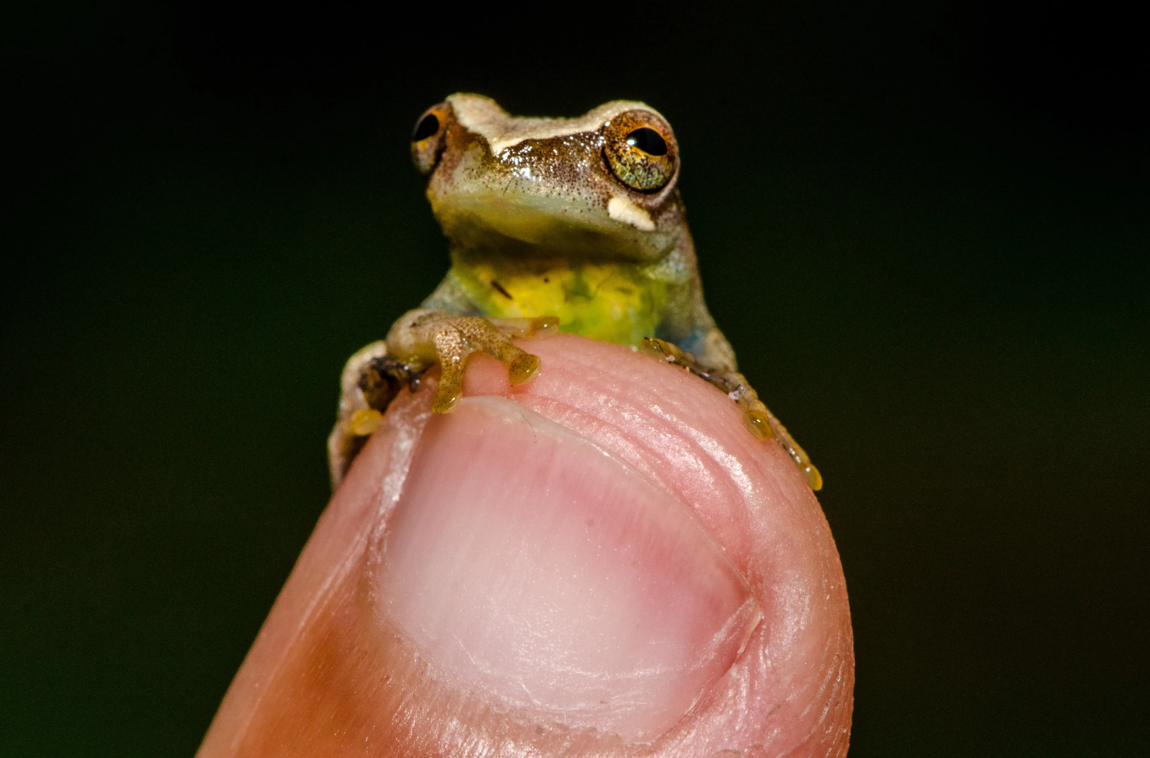 Dendropsophus branneri