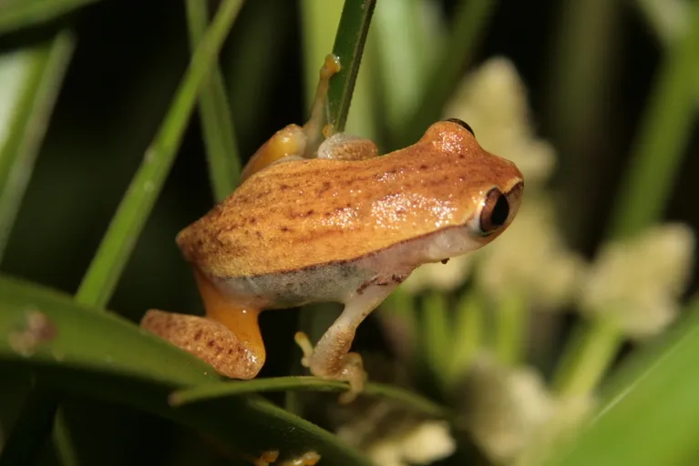 Dwarf Treefrog