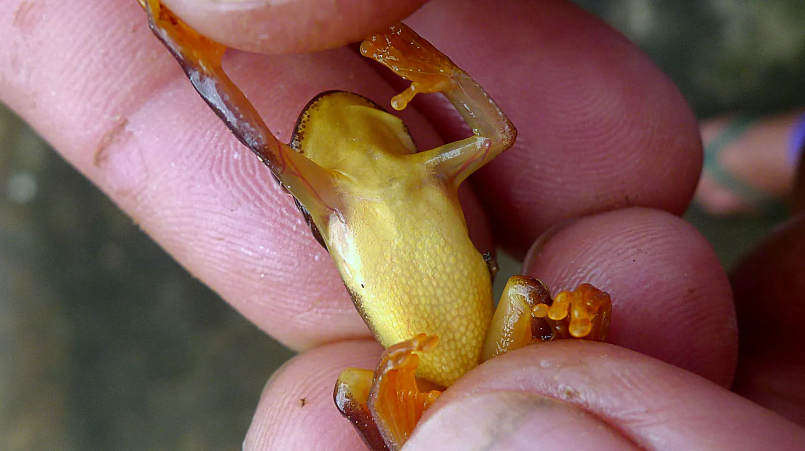 エレガンスキイロアマガエルの写真