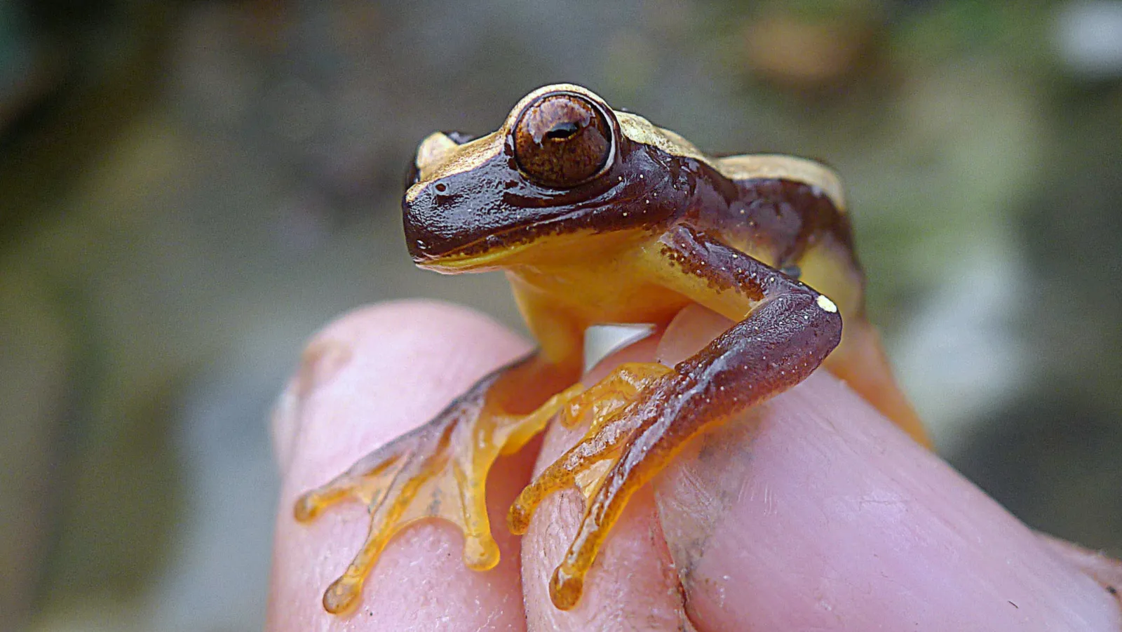 エレガンスキイロアマガエルの写真