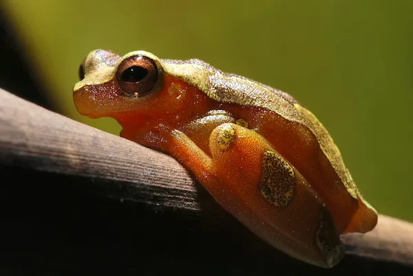 エレガンスキイロアマガエル（仮称）