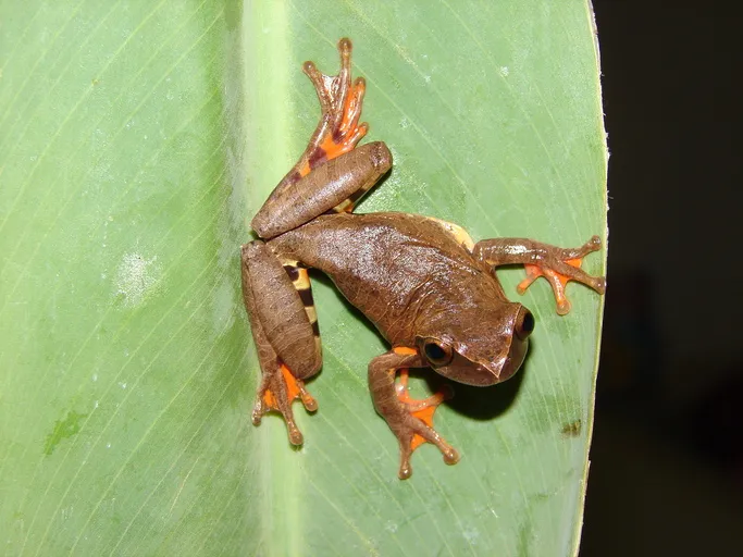 Estrella Treefrog