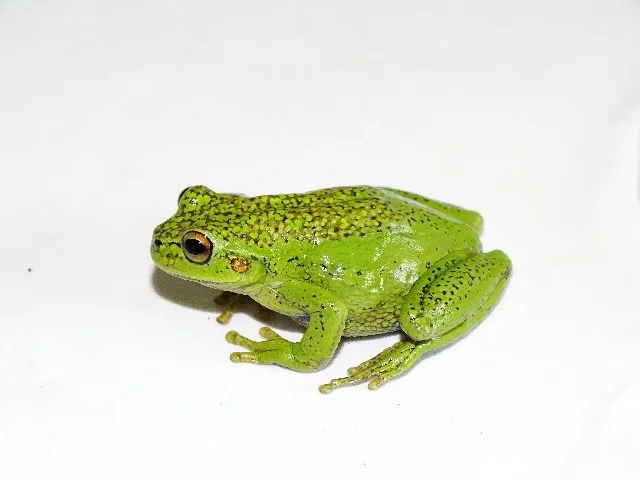 Green Dotted Treefrog