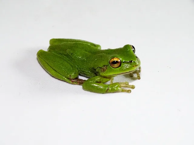 Green Dotted Treefrog