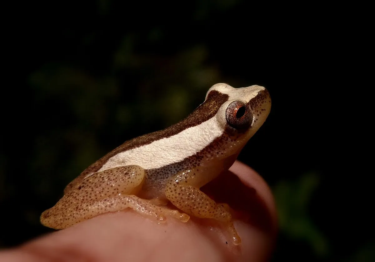 Dendropsophus haddadi