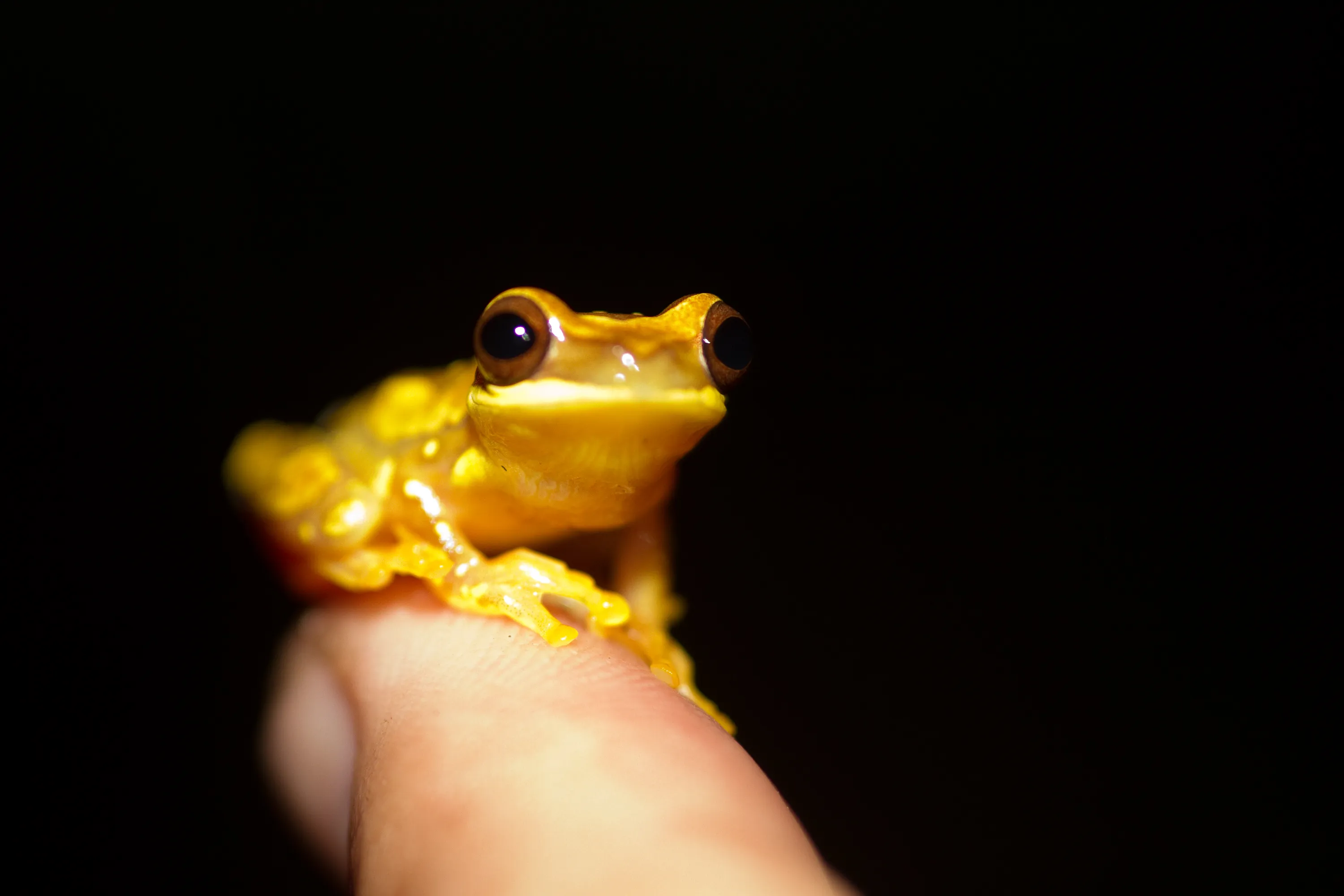 Hourglass Treefrog