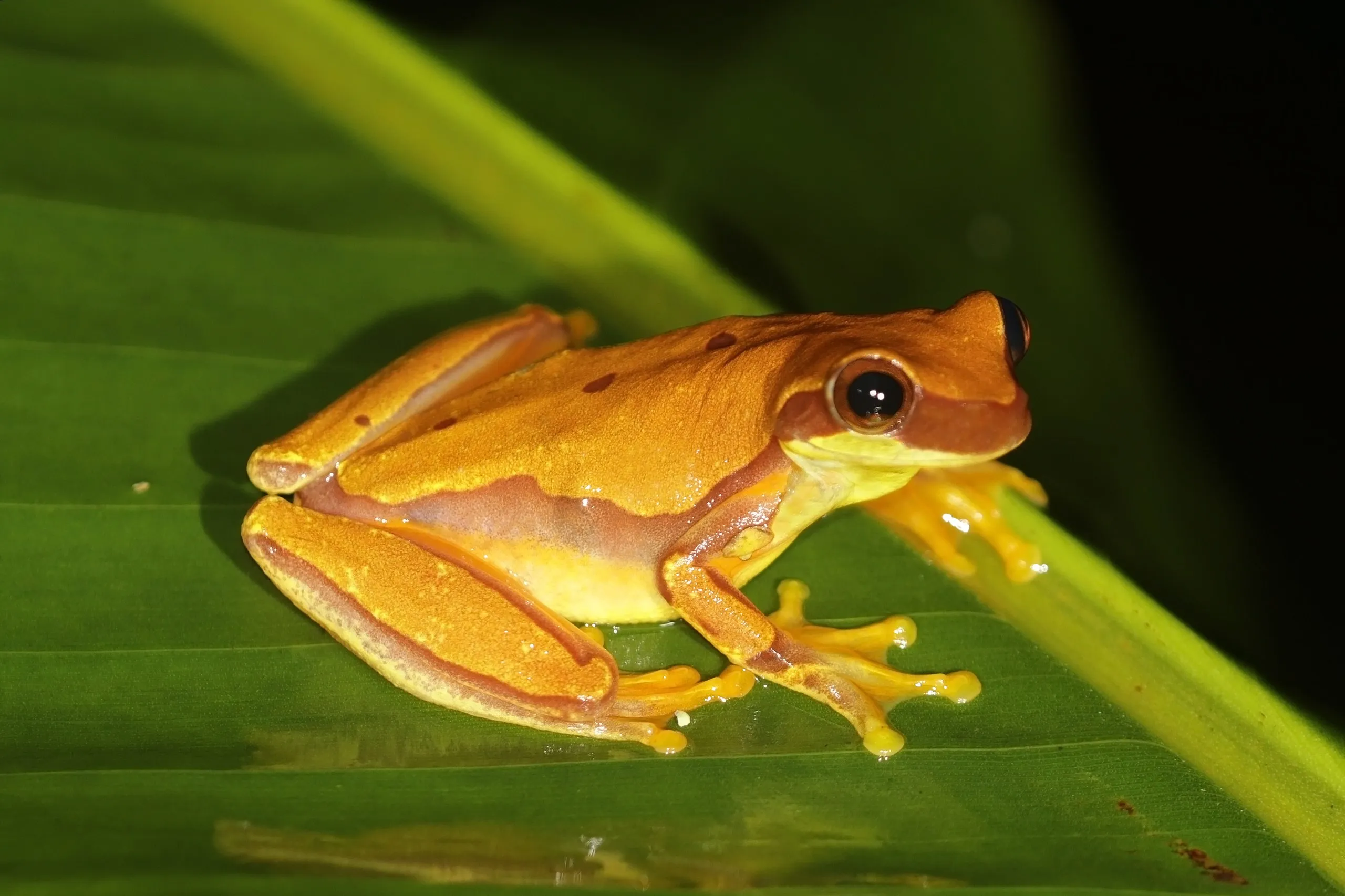 Hourglass Treefrog