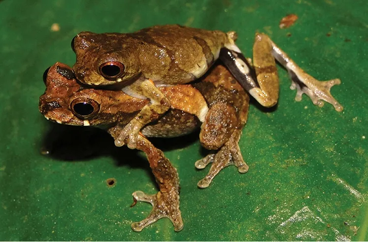 キューブリックキイロアマガエルの写真