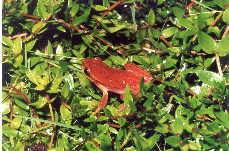 Lagoa Santa Treefrog