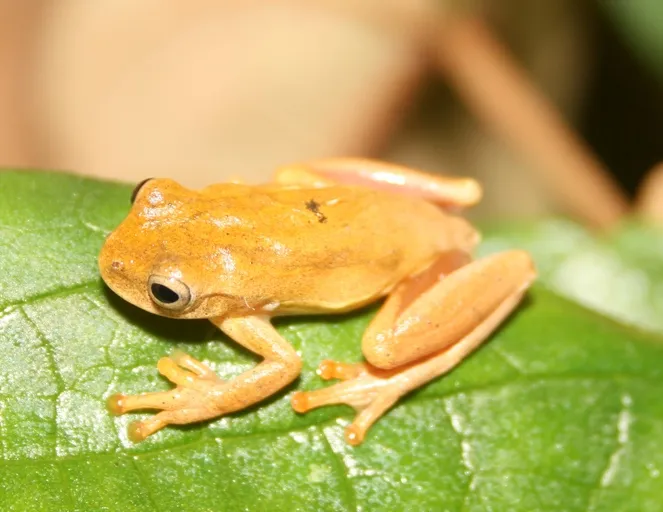 Lesser Treefrog