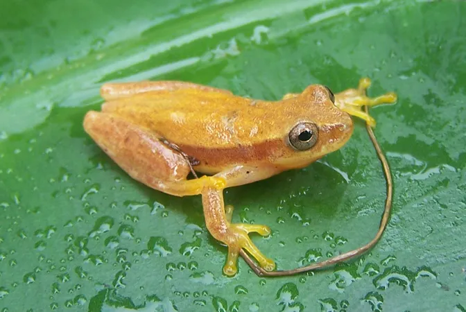 Mertens' Yellow Treefrog