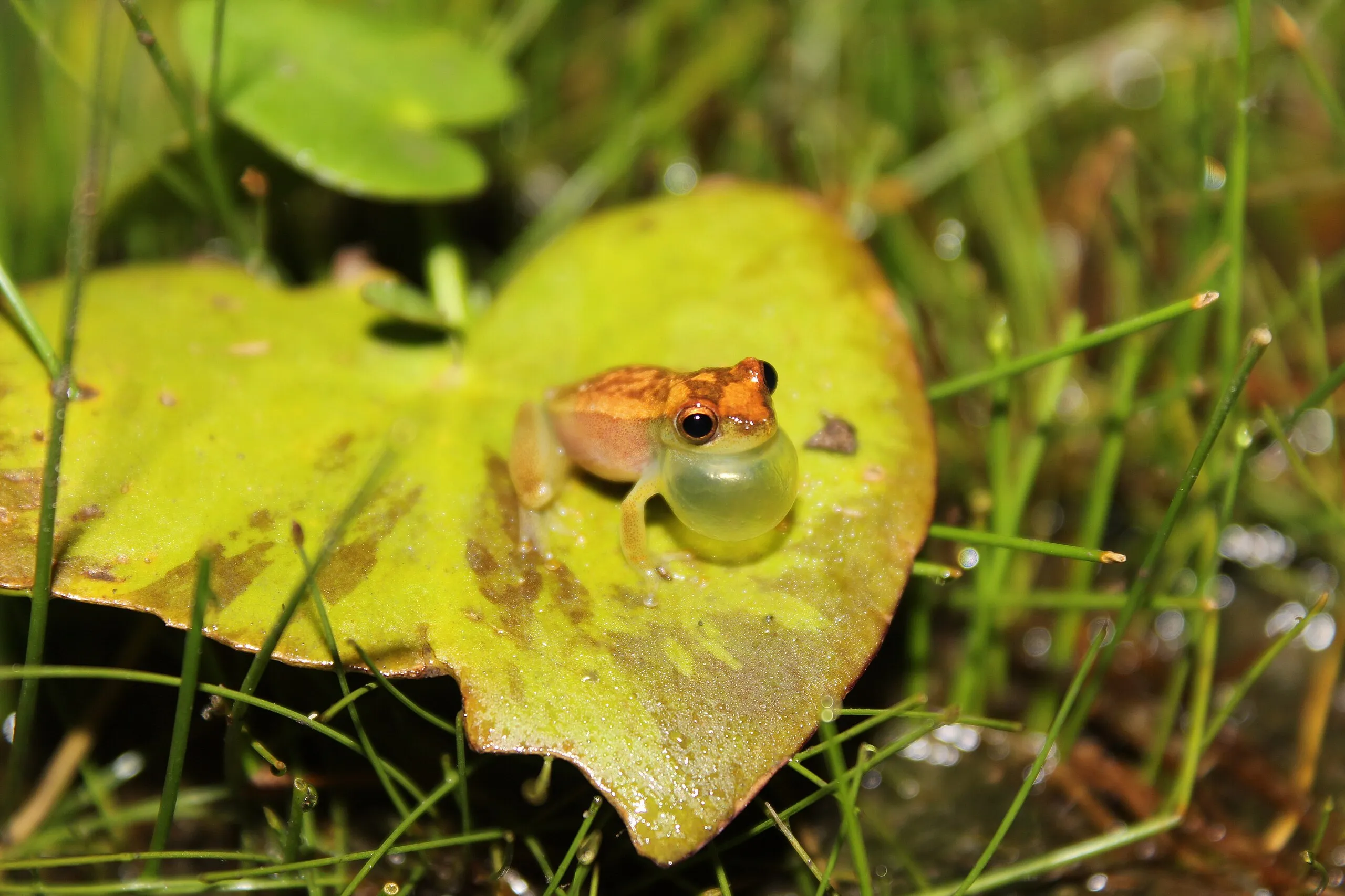 Dendropsophus minusculus