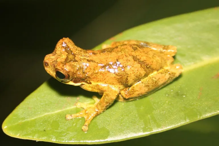 ノヴァフリブルゴアマガエル