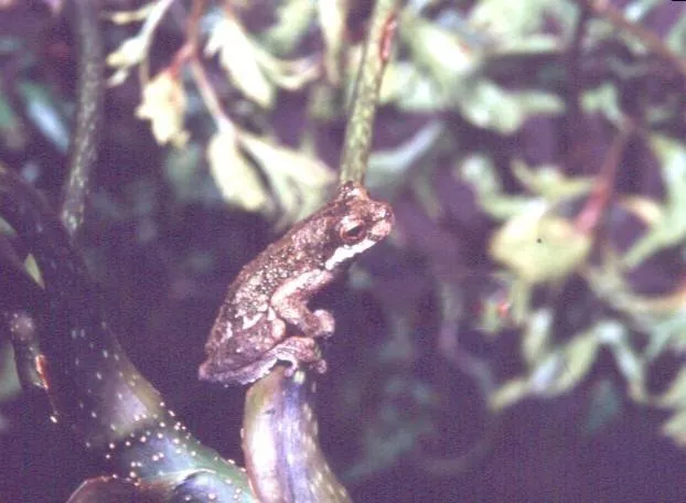 ノヴァフリブルゴアマガエルの写真