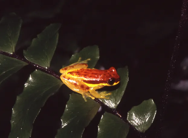 Red-skirted Treefrog