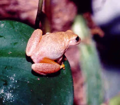 San Carlos Treefrog