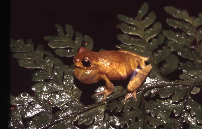 Sarayacu Treefrog