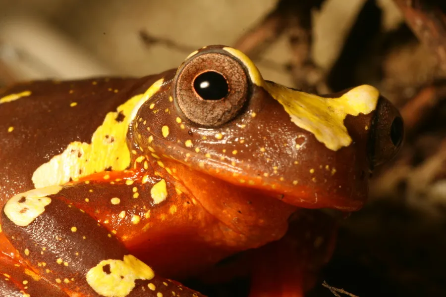 シュリーブサラヤクピエロアマガエルの写真