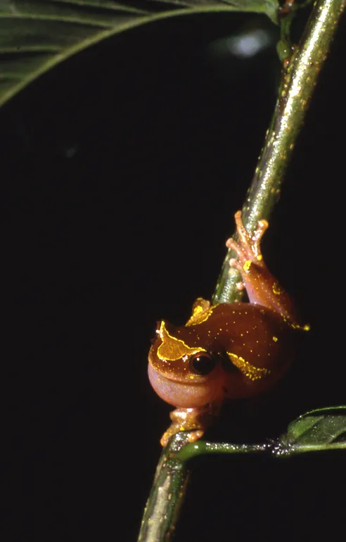 Shreve's Sarayacu Treefrog