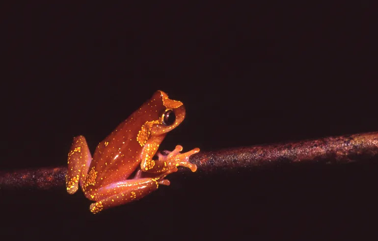 Shreve's Sarayacu Treefrog