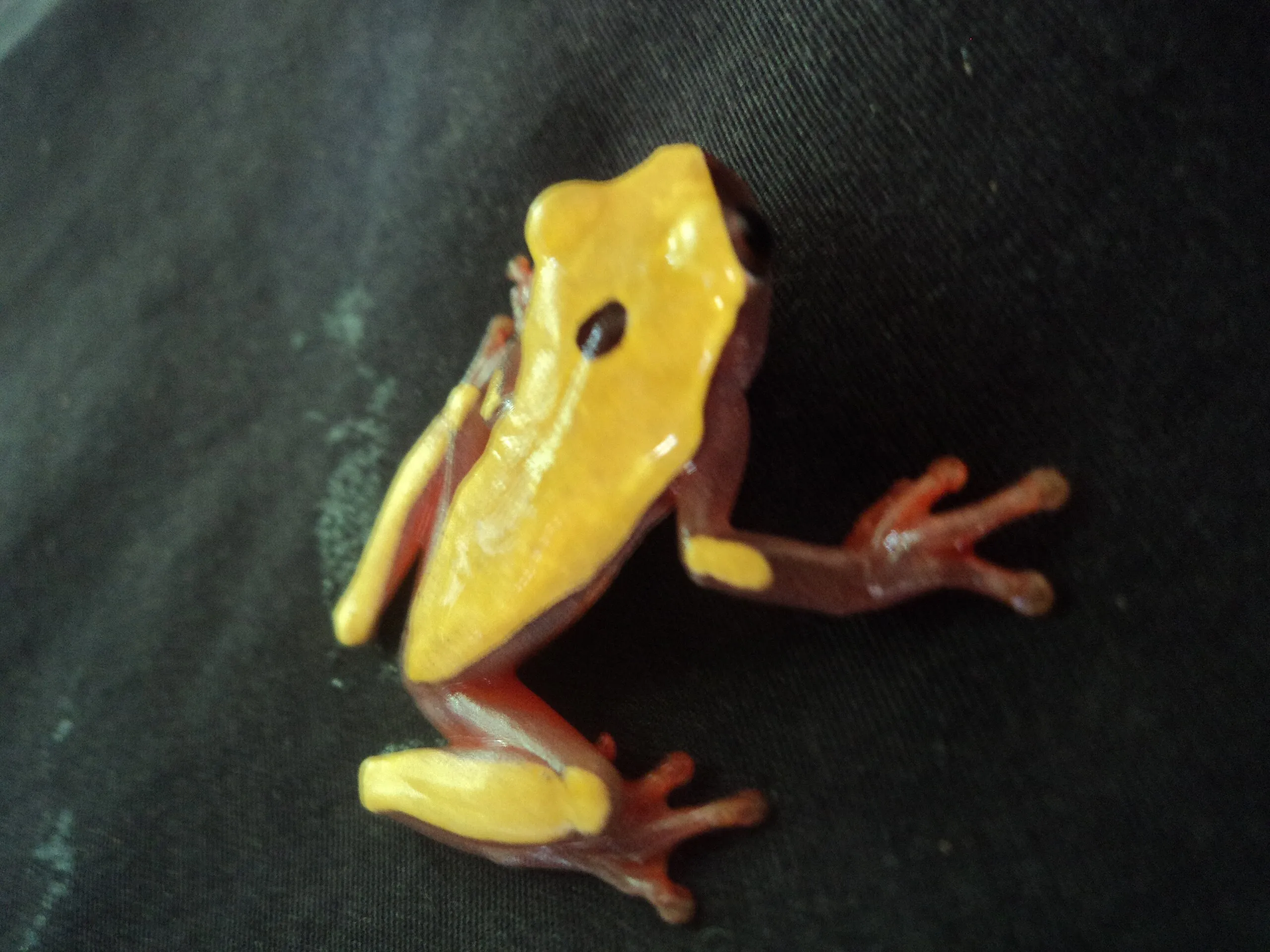 Triangle Treefrog