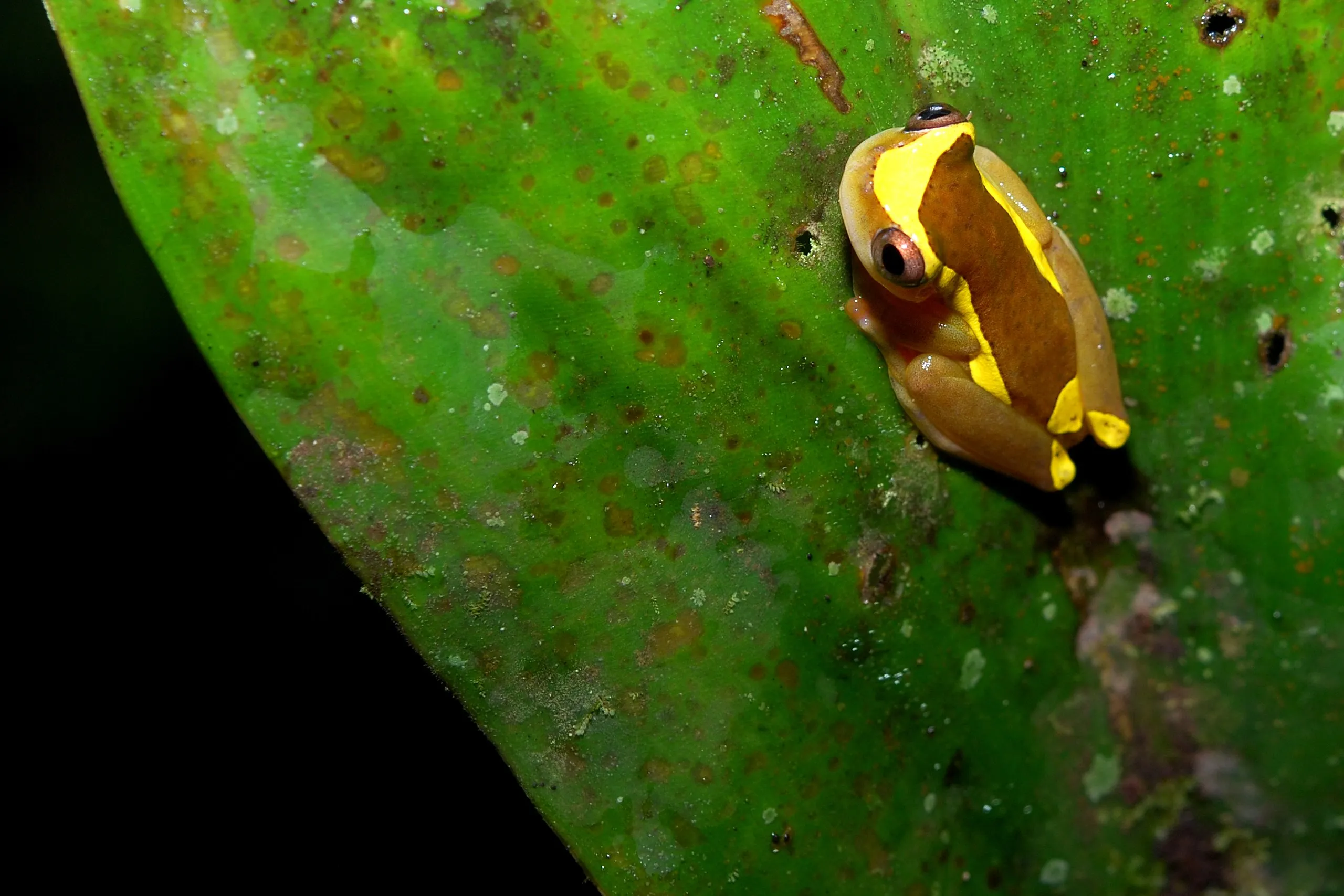 Upper Amazon Treefrog