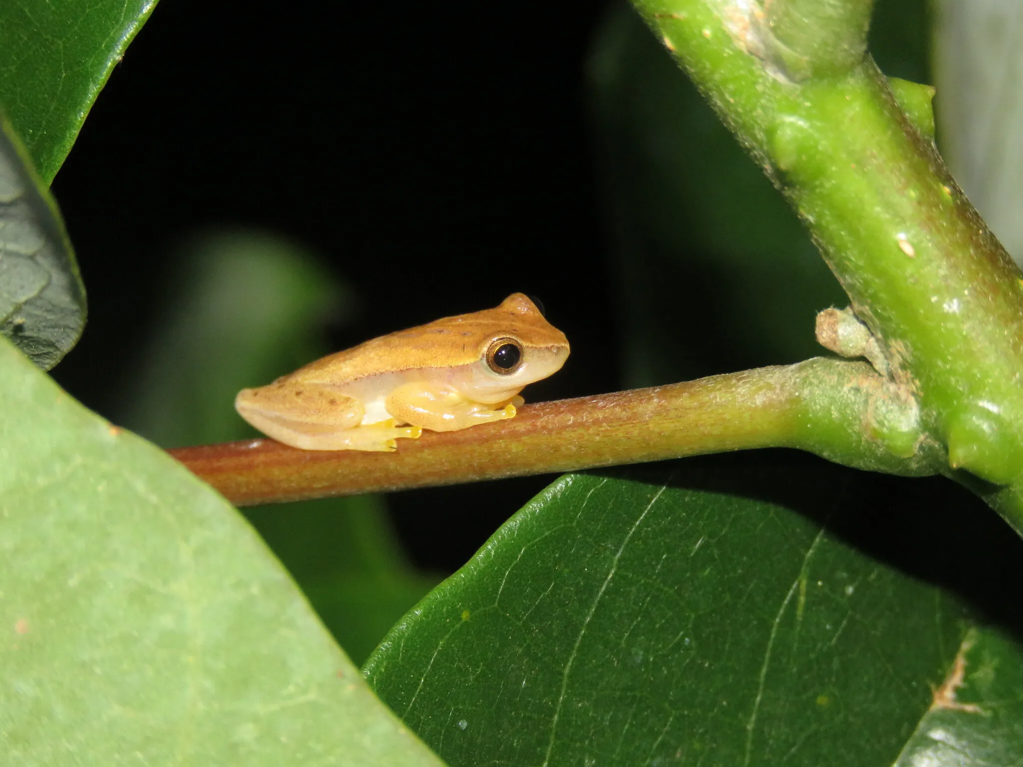 Dendropsophus walfordi