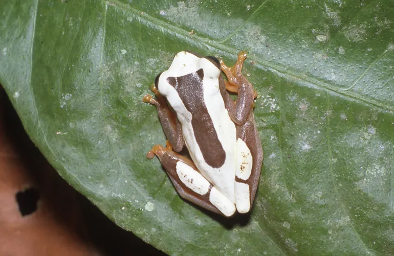 シロハピエロアマガエルの写真